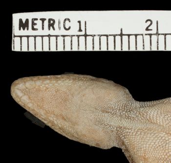 Media type: image; Herpetology R-81131